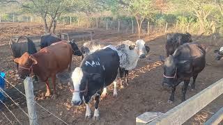 Duas novilhas a venda no SÍTIO RIO DE FERRO em Monte Alegre de Sergipe valor a 8 mil 79998758498