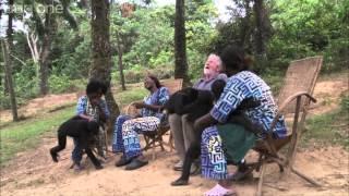 Web exclusive: Bonobos cause issues for the crew - Monkey Planet - BBC One