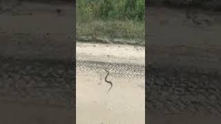 #Tej bhagne wala sap#short video#funny#chandan kumar#