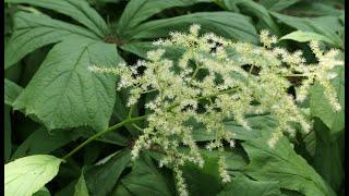 A0212 #도깨비부채 [학명] #Rodgersia podophylla [영어명] #Rodger’s bronze leaf [약효] 거풍습, #관절염, #월경불순, 타박상, #해열