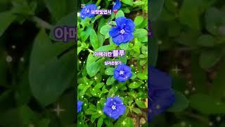 임영웅️#아메리칸 블루 #가는 난쟁이 나팔꽃 #실려온향기