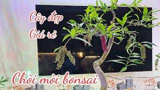 Giao lưu cùng các bác lô cây Chòi mòi bonsai đẹp, giá rẻ, SĐT/zalo: 0899.129.666