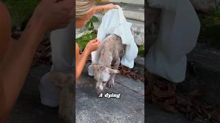 This Dying Puppy Has a Big Surprise