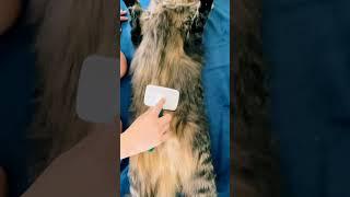 Big Siberian cat after shower relaxing Сибирский кот Лёва отдыхает после душа