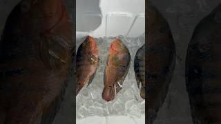 Catch and cook Mayan Cichlid￼