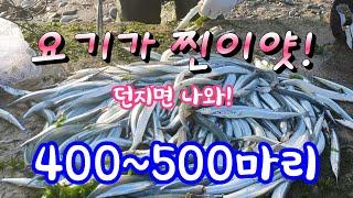 400~500마리 쉽게잡을수있는 명당!! 바다투망낚시 cast net fishing 학꽁치이후 도로묵 시즌도 다가오는군요^^