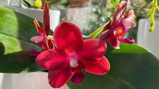 2 Hours of Relaxing Music | Beautiful Orchids in Bloom #relaxingmusic