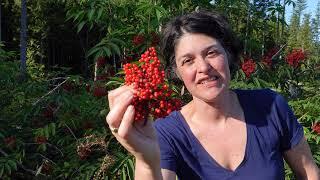 Red elderberry (Sambucus racemosa)