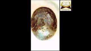 জান্নাতি পাথর মাসাআল্লাহIslamer Pothehadis