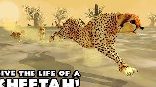 Cheetah Simulator - Симулятор гепарда на Android(Review)