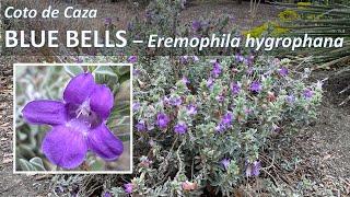 BLUE BELLS Eremophila hygrophana Blue Bells, Coto de Caza, California