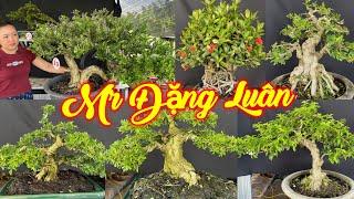MR LUÂN | 0923739279 | NHIỀU CÂY THÀNH PHẨM ĐẸP GIÁ DỄ CHƠI SAM LỚN, MCT, TRANG SEN, SAM TRÁI,ỔI TÀU