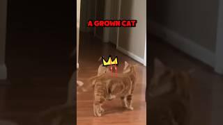 Brave dog king !