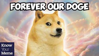 RIP Doge: Kabosu, the Beloved Shiba Inu of the Doge Meme Has Crossed The Rainbow Bridge