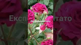 8 січня 2024 р.
