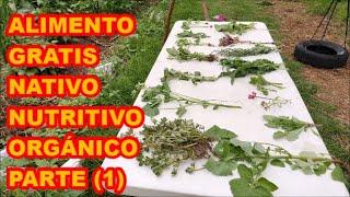 ALIMENTO A MANOS LLENAS SIN SEMBRAR (PARTE 1), PLANTAS SILVESTRES.️️️ LUNES DE PIZARRA 15