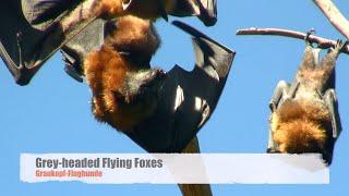 Grey-headed Flying Foxes (Pteropus poliocephalus) in Sydney / Graukopf-Flughunde in Sydney [2]