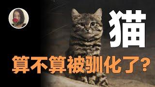 【猫】算不算被人类驯化了?凶残至极为何能成为宠物!Has the cat been domesticated?