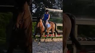 When your horse thinks the camera is a monster 