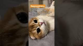 Ощутили как быстро время летит?#мысливслух#мысли#время#философия#рыжийкот#веселыекоты#смыслжизни