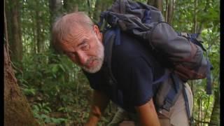 Grandeur Nature - La forêt de l'ombre (Documentaire nature)