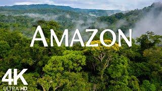 Amazon 4k UHD - Immersed in the Marvels of the Amazon Rainforest