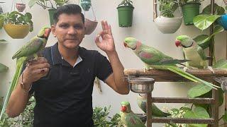 Super Talking & Handtame Parrot Kaise Bante Hain??? | PBI Official