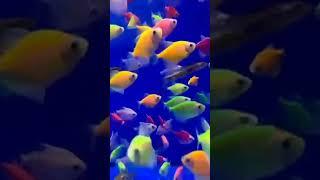 Nobody hates Fishes ️