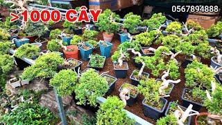 Dàn bonsai mini Nghìn cây mới về || Tùng Nhật bonsai mini