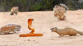 1 COBRA VERSUS 7 SQUIRRELS AND A MONGOOSE