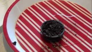 How to grow a mini Bonsai tree.