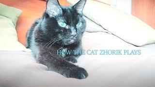 How the cat Zhorik plays. What is more interesting for him than toys?