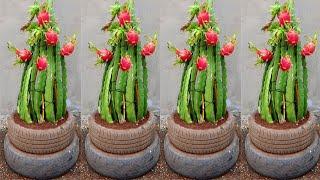 How to care for and plant dragon fruit so easy for beginners