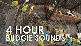 Budgie Bird Sounds 4 Hour 17 Minutes - August-11th- 2019