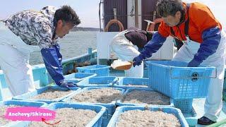 Catching Anchovies at Sea with Smart Technology | Shirasu, Delicious Anchovies from Japan