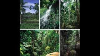 Bio Goes Artsy!  -  Deforestation    by Matthew Chung & Kingston Kwong
