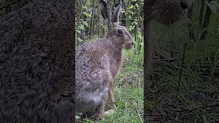 Hare Fights Off An Owl l The Dodo