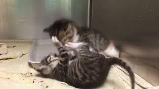 Nothing better than 4 week old kittens having a wrestling match. 