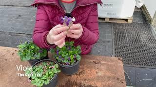 Violas at Hardy's Plants!