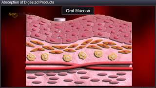 CBSE 11 Biology Digestion and Absorption - Absorption of Digested Products