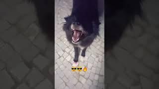 pomeranian dog transformation  #black #pomeranian 