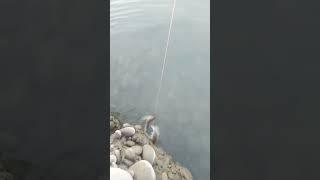 hook hunting at #indus #river #shots #viral