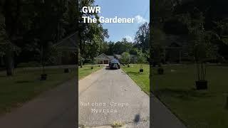 Natchez Crape Myrtles Lined Driveway