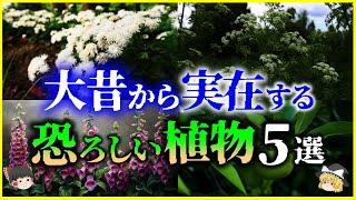 【ゆっくり解説】ヤバい毒…大昔から実在する「恐ろしい植物」5選を解説/人を死に至らせるヤバい植物の生態とは