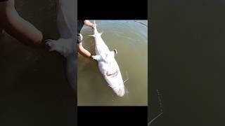 HUGE STURGEON #fishing #sturgeon #outdoors