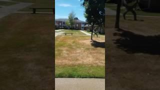 The grass was green until the grubs came :(