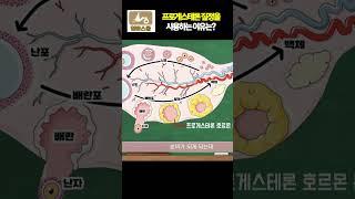 프로게스테론질정을 사용하는 이유는??