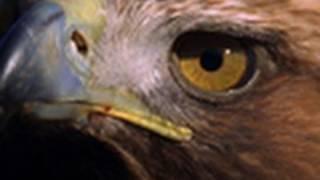 Golden Eagle vs. Hares | National Geographic