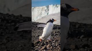 My Wildlife Photos Day 28: Waddling Penguin