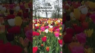 #keukenhof #thenetherlands #flowers